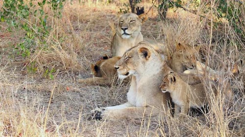 Une horde de lions, dont de mignons oursons, se détendent dans la savane par temps chaud