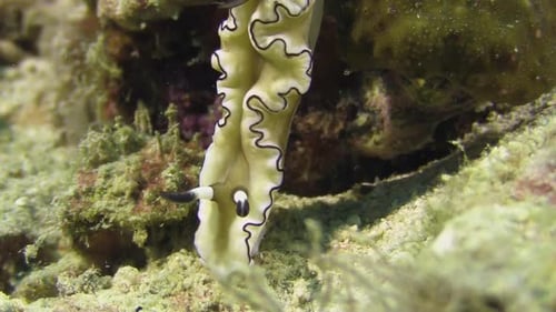 nudibranche glossodoris atromarginata rampant le long d'un bloc de corail, plan rapproché montrant la tête avec le rhin