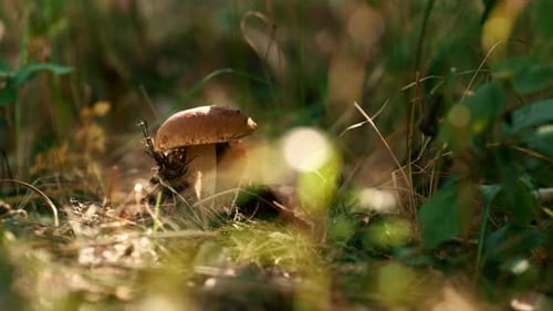 Sunbeam Forest Mushroom Growing in Light Autumn Green Macro View Grass. Closeup