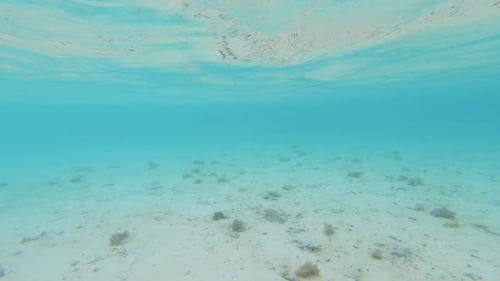 Scuba diver in crystal blue clear water leaving white beach, Bora Bora, Tahiti