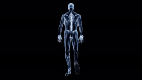 3D-Modell eines wandelnden männlichen menschlichen Skeletts.