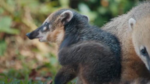 La famille Coati joue sur l'herbe verte du parc national d'Iguazu au Brésil