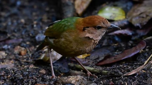The Rusty-naped Pitta is a confiding bird found in high elevation mountain forests habitats, there a