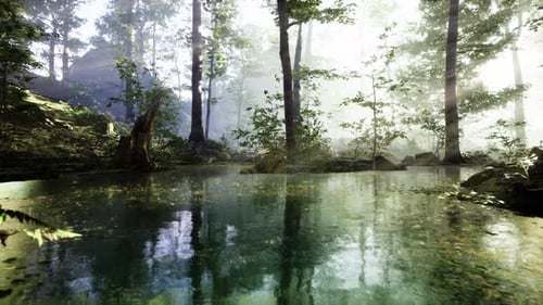 Pond in a Forest with Fog