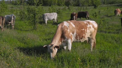 Cows Graze on a Farm Pasture
