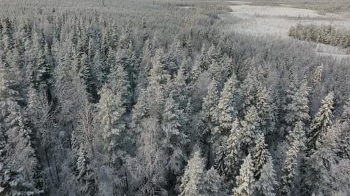 4K Drone Footage of Arctic Snow Covered Forest and Vast Winter Landscape, Cold Wilderness, Northern