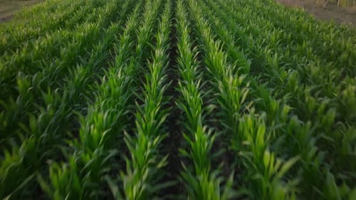 Aerial View of Lush Green Cornfield