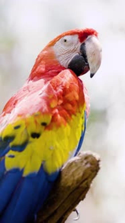 Gros plan d'Ara est un genre néotropical de huit espèces existantes