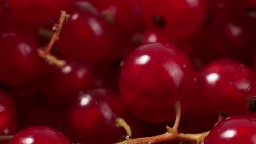 Vibrant Red Currants Close-Up