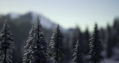 Snow Covered Trees in a Serene Mountain Landscape During Winter Morning