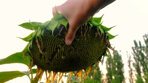 Sunflower Field Ripen Seeds Selective Focus