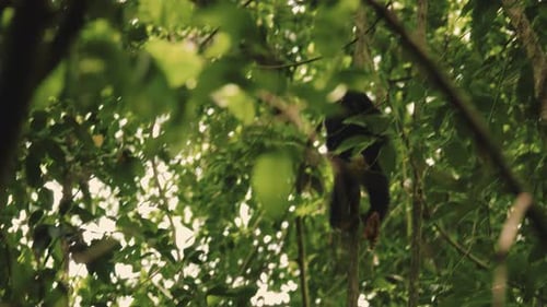 Footage of baby chimpanzee climbing in vines.