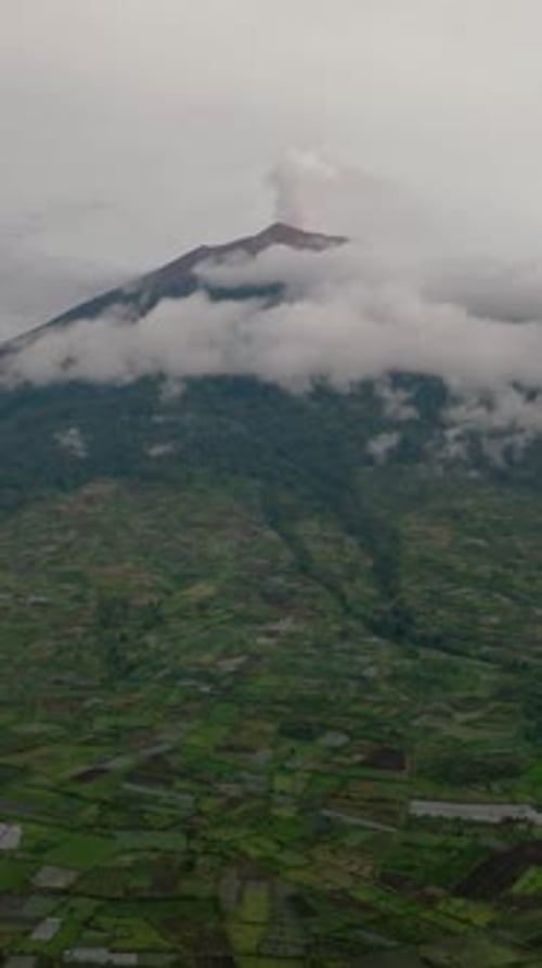 Plantations de thé et mont Kerinci, Sumatra, Indonésie