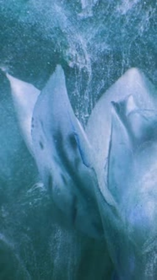 Abstract Swirl of Blue Paint in Liquid