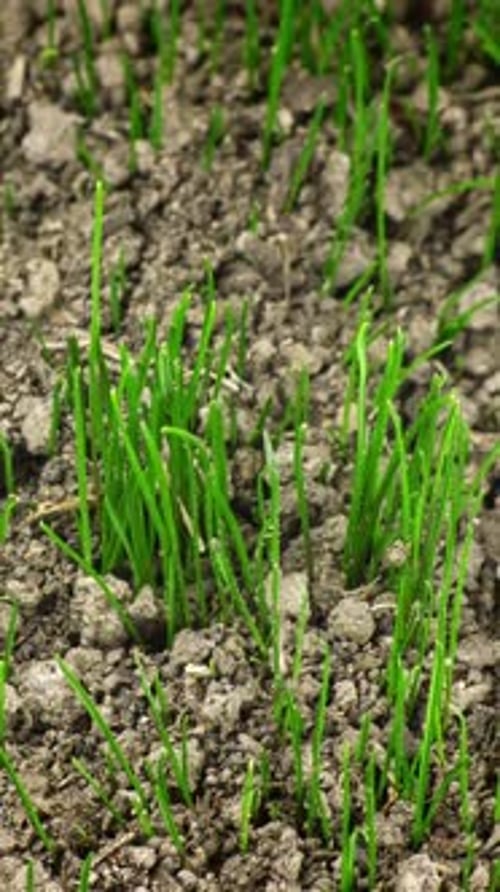 Green Grass Blades Sprouting Up from Soil