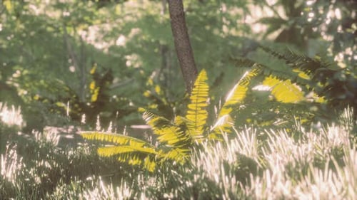 Jungle Forest Trees in Deep Fog