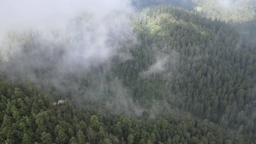 Panoramic view of forest in a foggy day at morning
