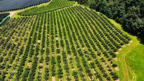 Rows of bushes grow in the farmlands under the bright summer sun.