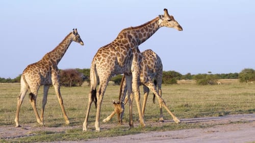 Giraffes Grazing in the African Savanna at Daytime