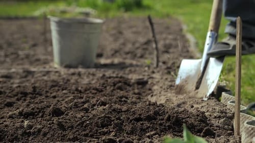 Shovel Digging Into Dirt Soil in Garden