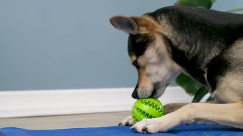 Süßer Gummifutterball für Hunde, gefüllt mit weichem Hundefutter