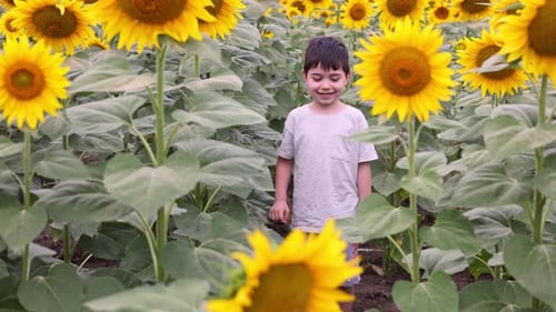 cute boy in sunflowers field.kid with flowers covering eyes,holding a bouquet