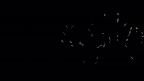 Light White Feathers Falling Seamless Loop