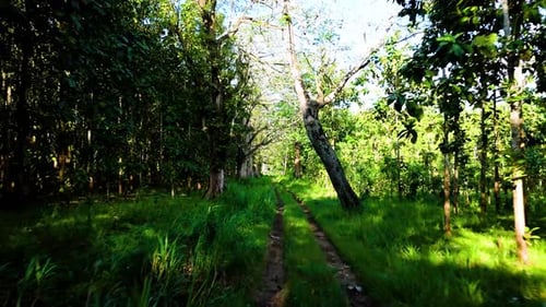 Flying through forest tree with green plant
