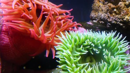 Ocean Odyssey: Begeben Sie sich auf ein umweltfreundliches Wasserabenteuer