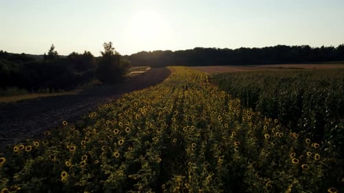Luftaufnahme des Sonnenblumenfeldes,