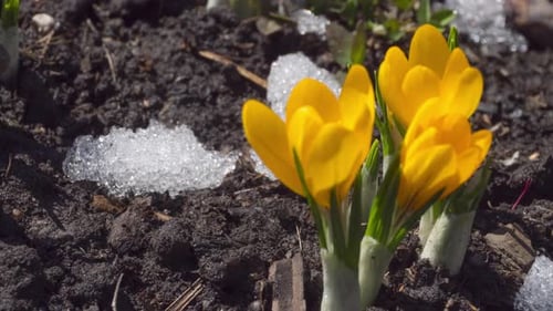 Spring Flowers Snow Melting Time Lapse