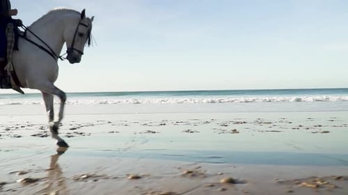 Weiße kaukasische Männer reiten auf zwei weißen Pferden an einem Strand mit sich nähernden Meereswellen im