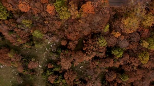 Autumn colorful foliage on mountain forest and empty road under trees, aerial view