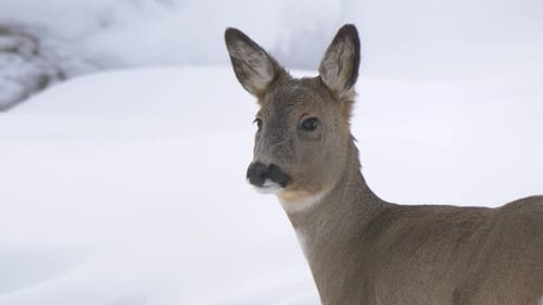 Portrait of vigilant white-tailed deer amidst Snowed winter forest - Close-up shot