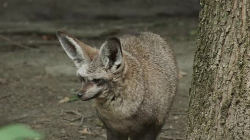 Bat Eared Fox animal