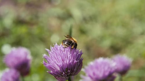 The Bumblebee Collects Pollen From the Inflorescences Onion Flower Spring Closeup