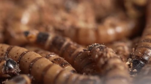Zophobas Morio, Superworm 61
