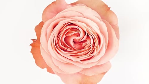 Close Up of Peach Rose Flower Blooming