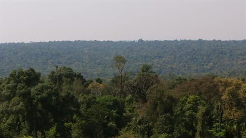 Lush Green Forest Canopy Landscape View
