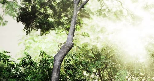 Sunlight Filtering Through Lush Green Foliage in a Serene Forest