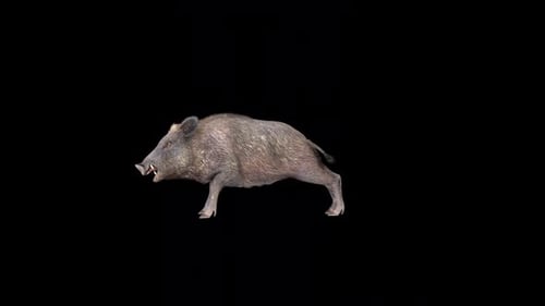 Wildschwein Idle 3