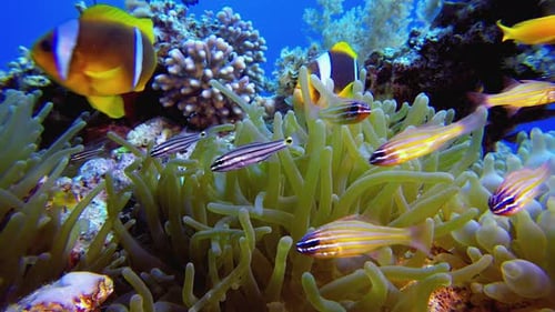 Tropical Clownfish and Sea Anemone