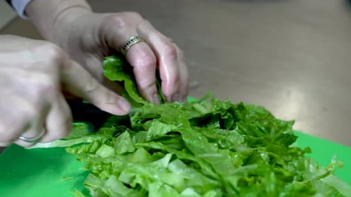 Chopping fresh lettuce for a vibrant garden salad in a bustling kitchen setting