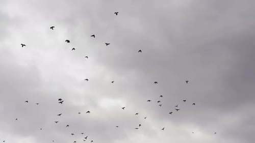 Flock of Birds Flying Against Cloudy Sky