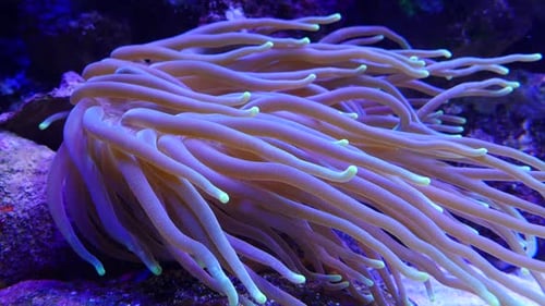 Unterwasser von Sea Anenome