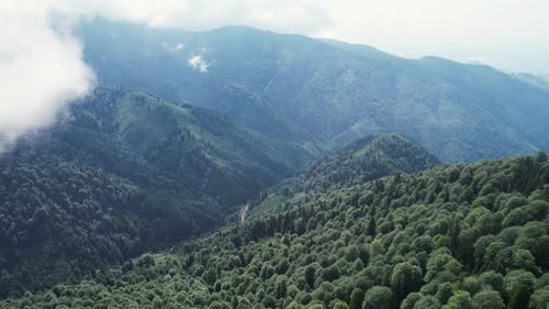 Dense Forest In Mountains. Nature Landscape. Mountains And Forest Background