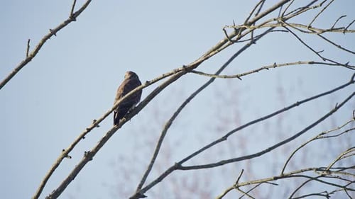 Common buzzard bird of prey sitting perched on leafless tree branches.