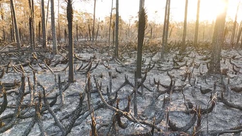 Devastated Forest Ground Covered with Ash Layer and Charred Dead Vegetation After Wildfire Natural