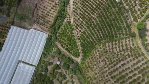 Aerial head shot of a field of fruit trees. natural pattern video illustration.