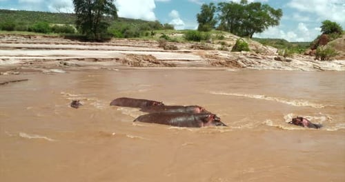 Aerial close up shot of hippos are swimming in a pond in the African savanna immersed in the wild